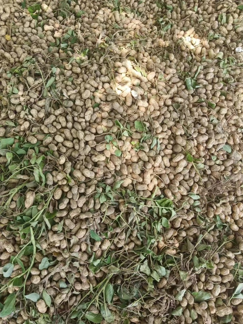 湖北天门鲜花生天府中花，现采现发质量保证，欢迎咨询