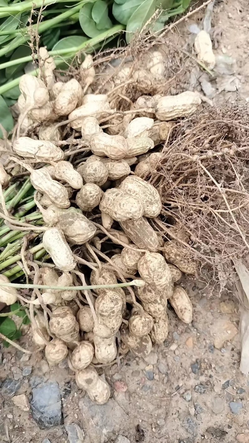 湖北天门鲜花生天府中花，现采现发质量保证，欢迎咨询