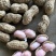 湖北天门鲜花生天府中花，现采现发质量保证，欢迎咨询