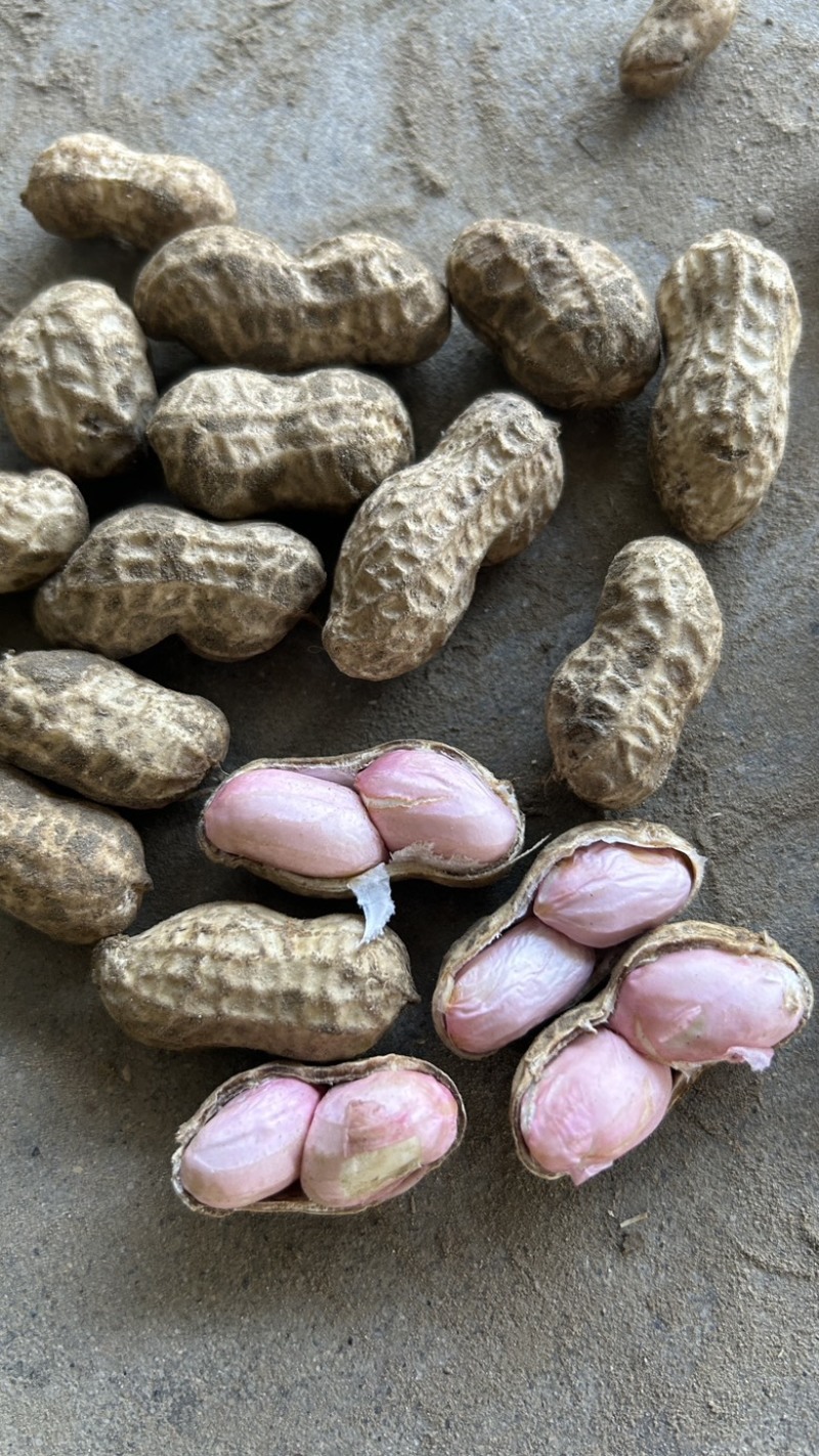 湖北天门鲜花生天府中花，现采现发质量保证，欢迎咨询