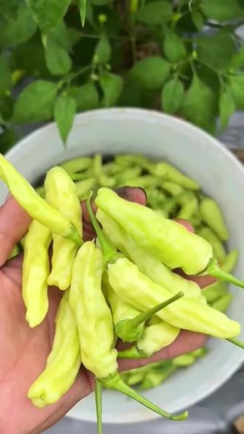 丘北白米椒
