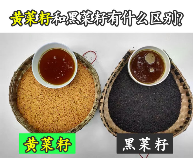 香恩黄菜油～国企出品