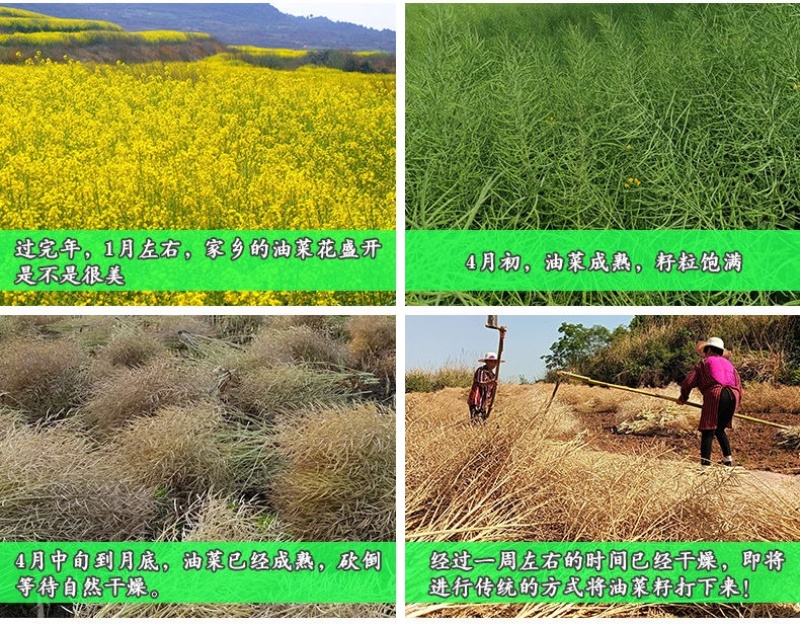 香恩黄菜油～国企出品