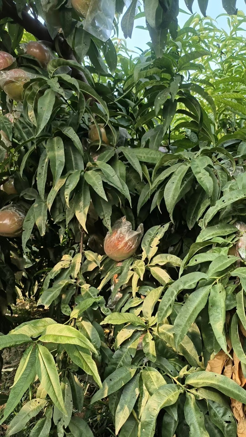 北京十四商品桃不套袋套膜袋的都有口感好颜色好口感好大量
