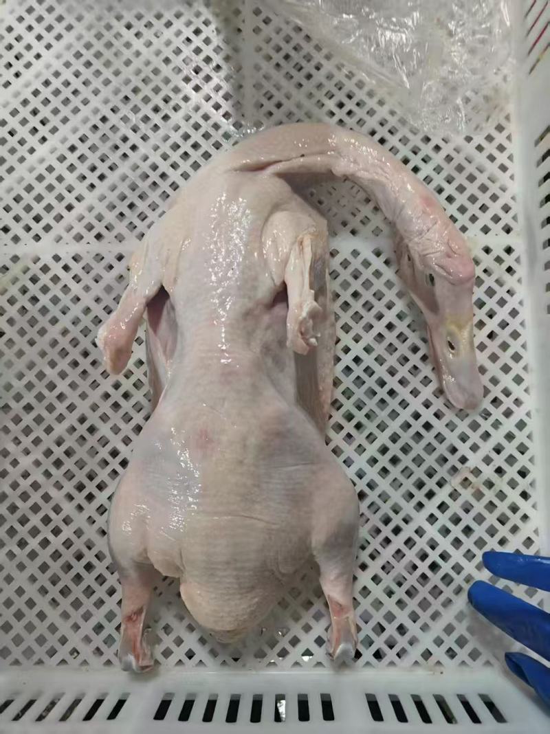 1300白条鸭