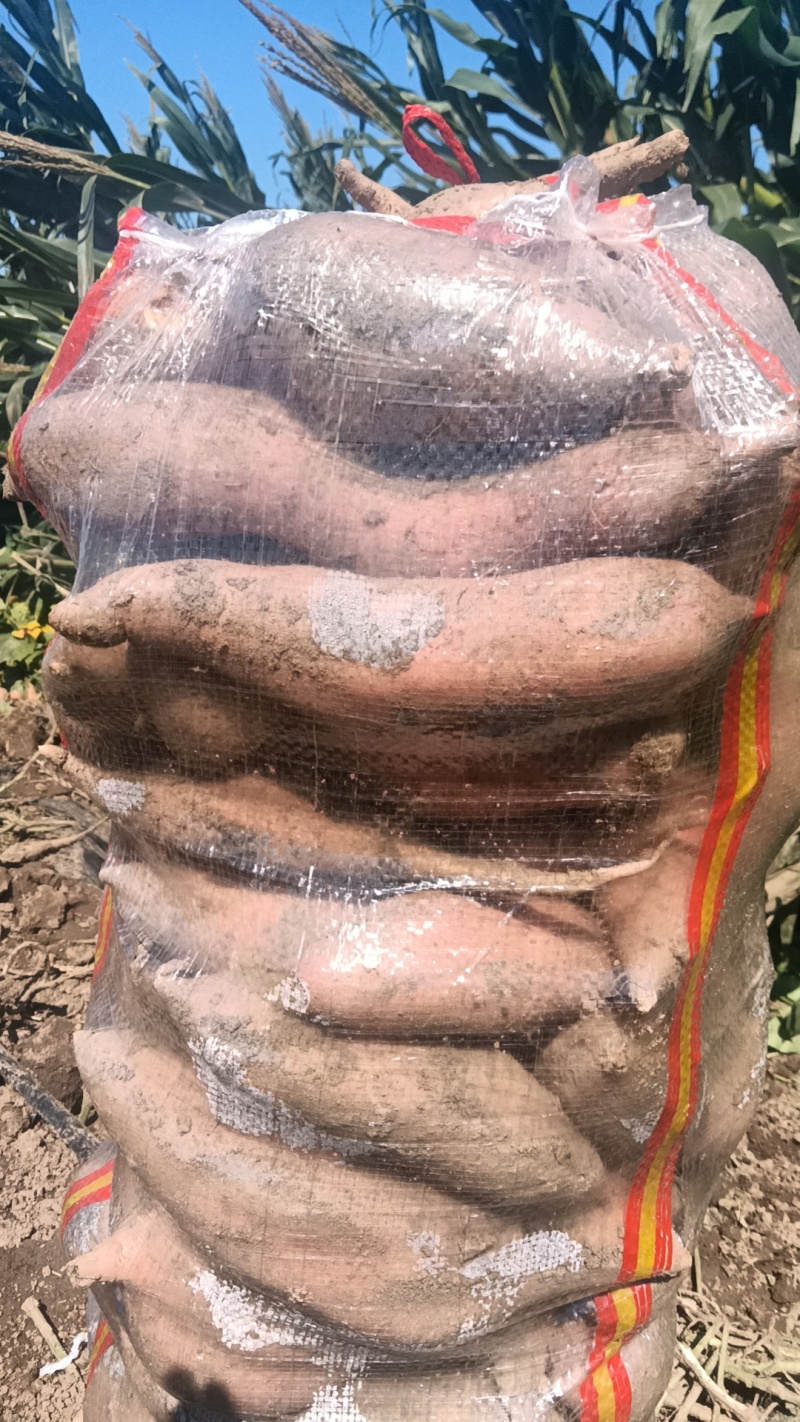 河北产地直供红薯，品种有：龙薯九，西瓜红，烟薯