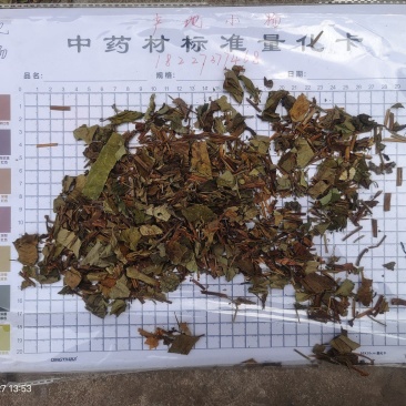 鱼腥草