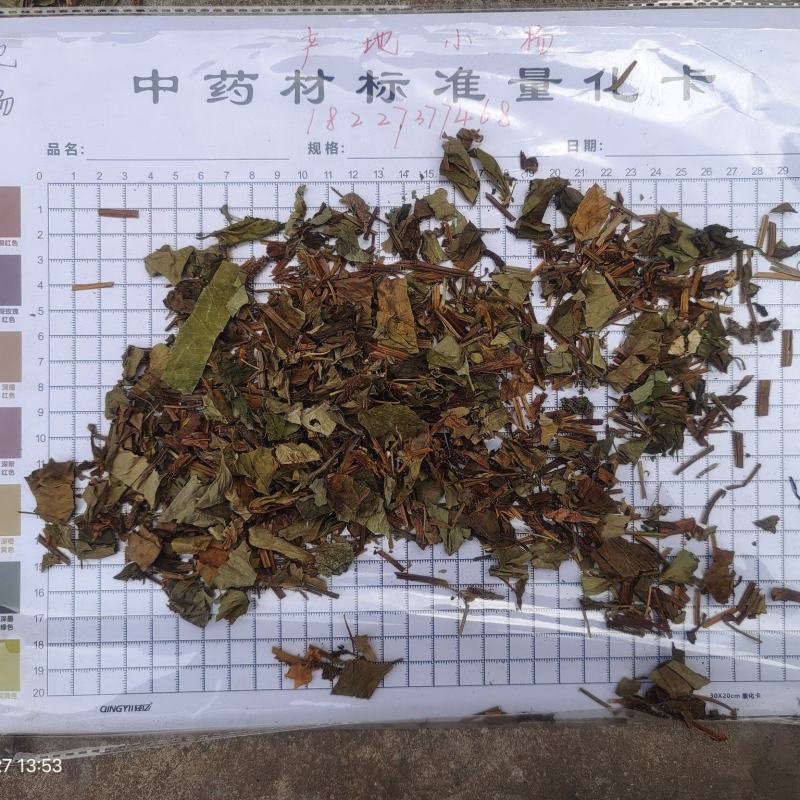鱼腥草