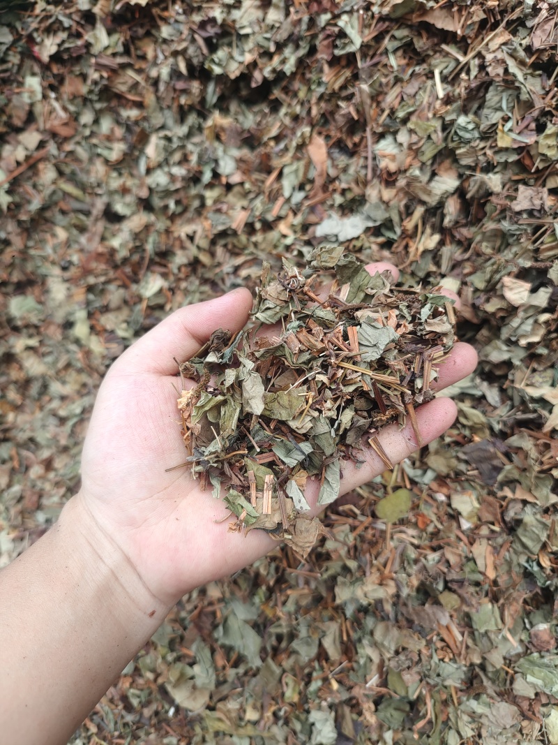 鱼腥草