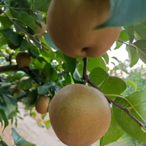 黄花梨