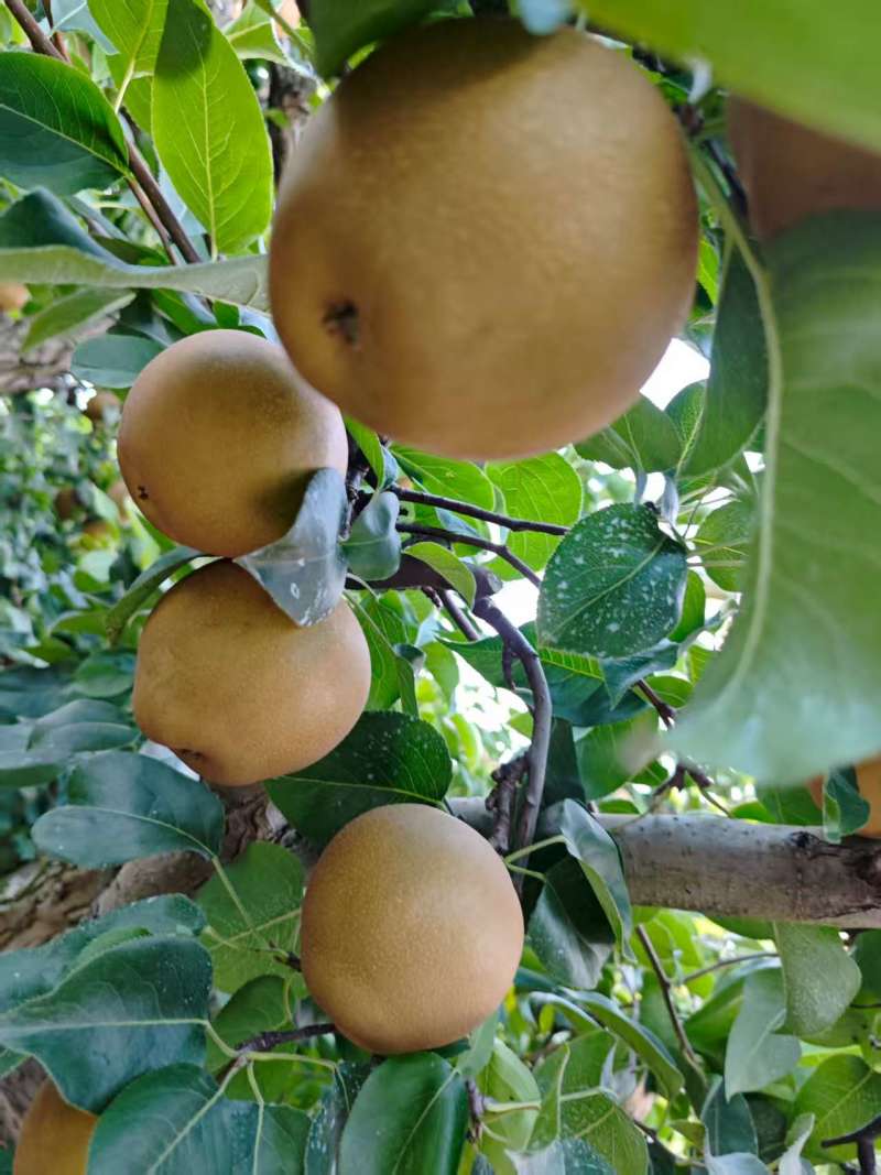 黄花梨