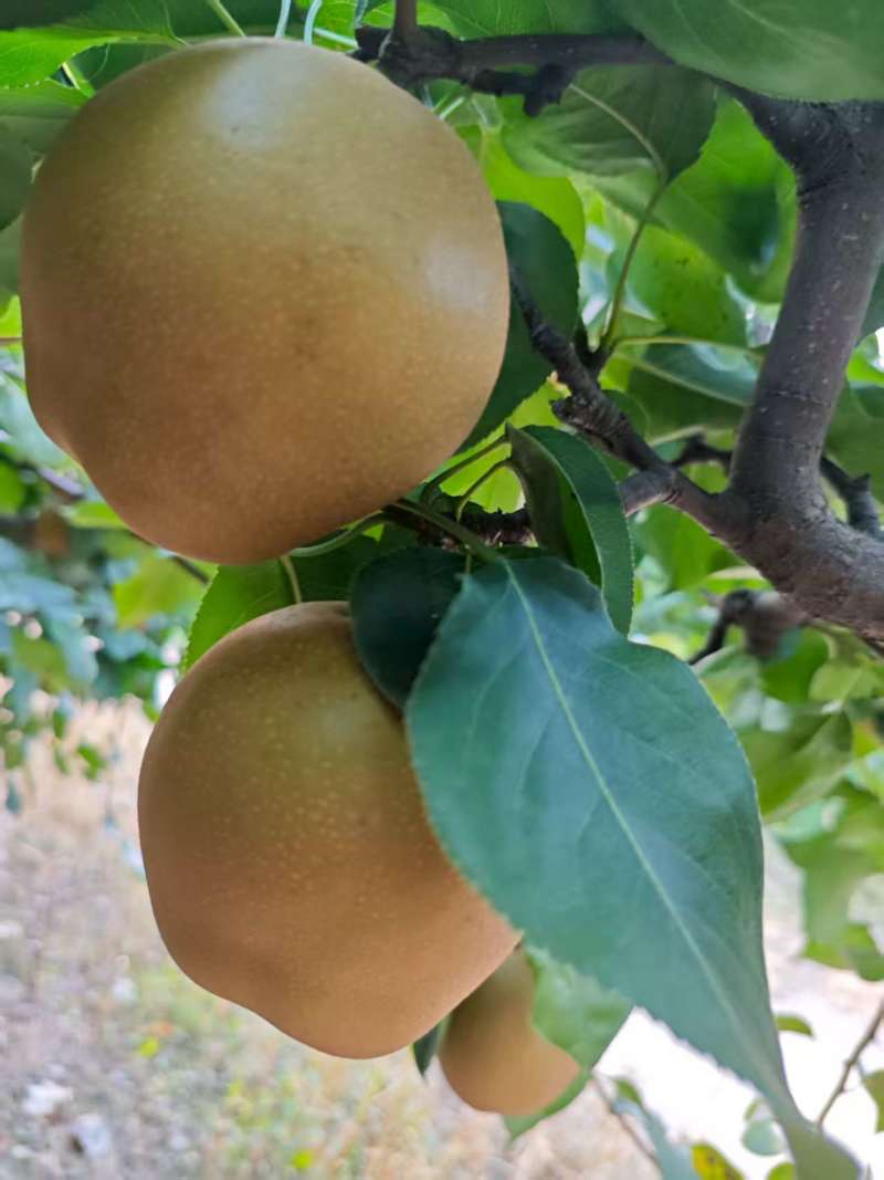 黄花梨