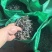 海带丝，干海带丝，厂家直发，无沙，无盐