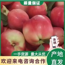 湖北金蕾油桃曙光中油桃大量上市了万亩基地品种多样保质保量