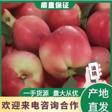 湖北金蕾油桃曙光中油桃大量上市了万亩基地品种多样保质保量