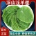 淫羊藿手选淫羊藿正品质量保证诚信经营……