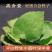 淫羊藿手选淫羊藿正品质量保证诚信经营……