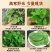 淫羊藿手选淫羊藿正品质量保证诚信经营……