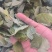 淫羊藿手选淫羊藿正品质量保证诚信经营……