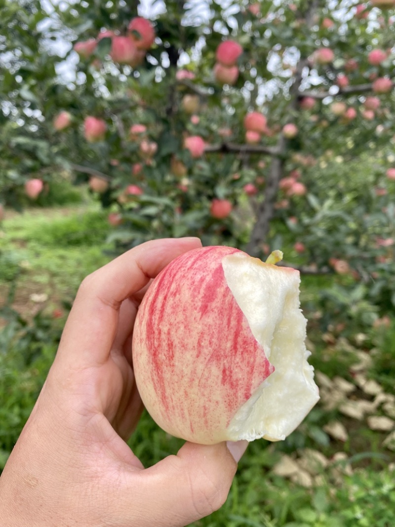 陕西渭南富平秦阳苹果