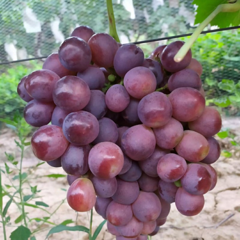 新郁葡萄
