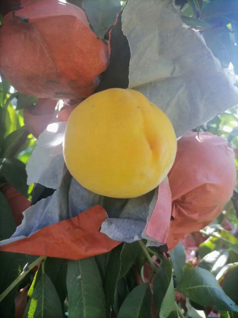 黄桃，