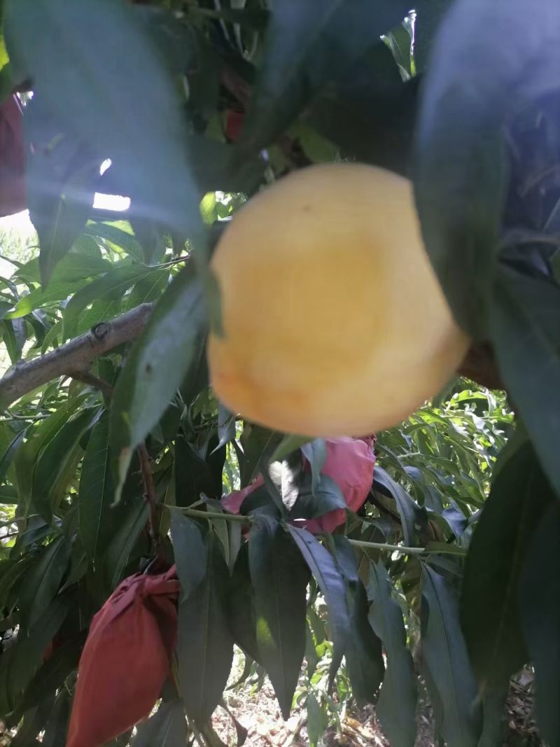 黄桃，