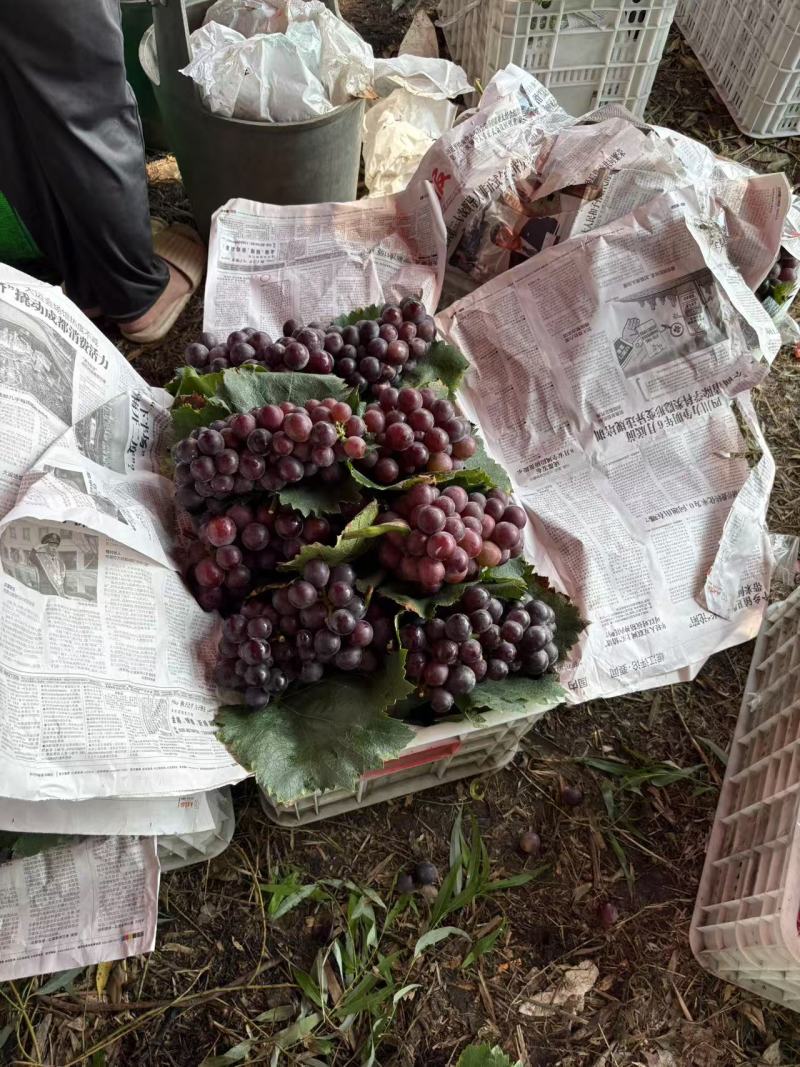 露天无籽巨峰葡萄