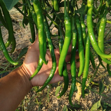 湘研线椒大量上市啦，青、红都有，有需要的老板可以联系我。