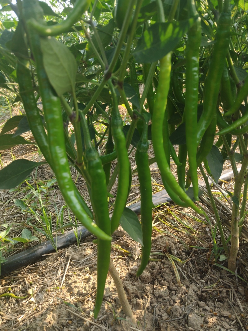 湘研线椒大量上市啦，青、红都有，有需要的老板可以联系我。