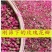 玫瑰花平阴玫瑰苦水玫瑰无硫质量保证诚信经营
