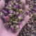 玫瑰花平阴玫瑰苦水玫瑰无硫质量保证诚信经营