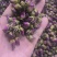 玫瑰花平阴玫瑰苦水玫瑰无硫质量保证诚信经营