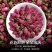 玫瑰花平阴玫瑰苦水玫瑰无硫质量保证诚信经营