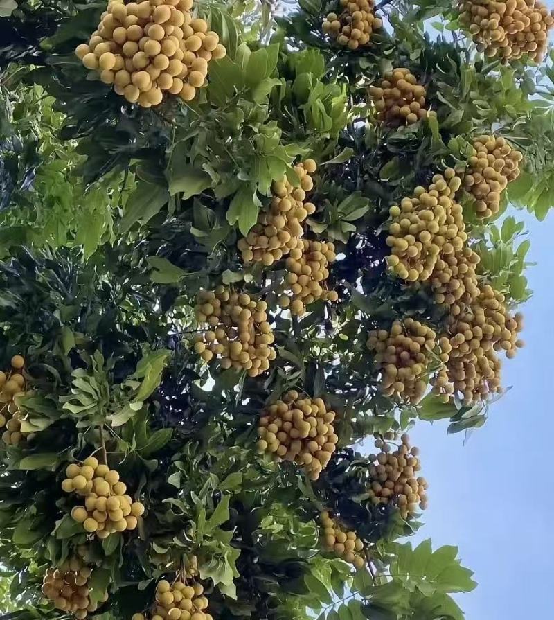 广西灵山龙眼石硖储良大乌园全国供应