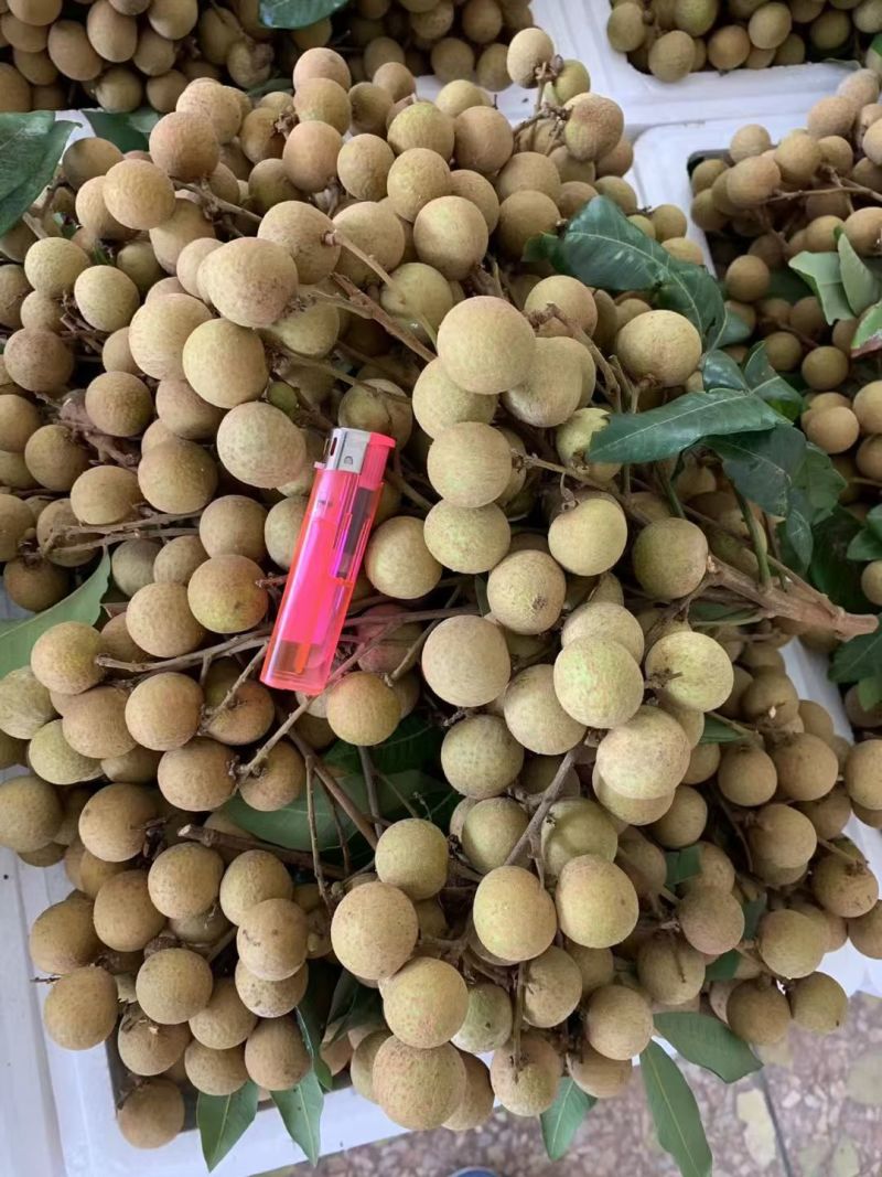 广西灵山龙眼石硖储良大乌园全国供应