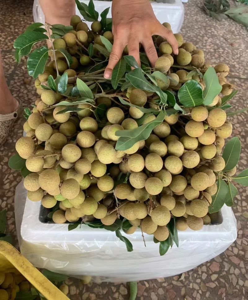 广西灵山龙眼石硖储良大乌园全国供应