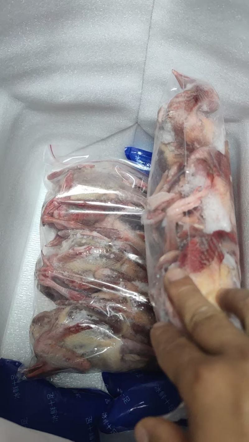 二级鸽子肉