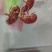 一手货源保质保量精品蝉蜕新鲜直供