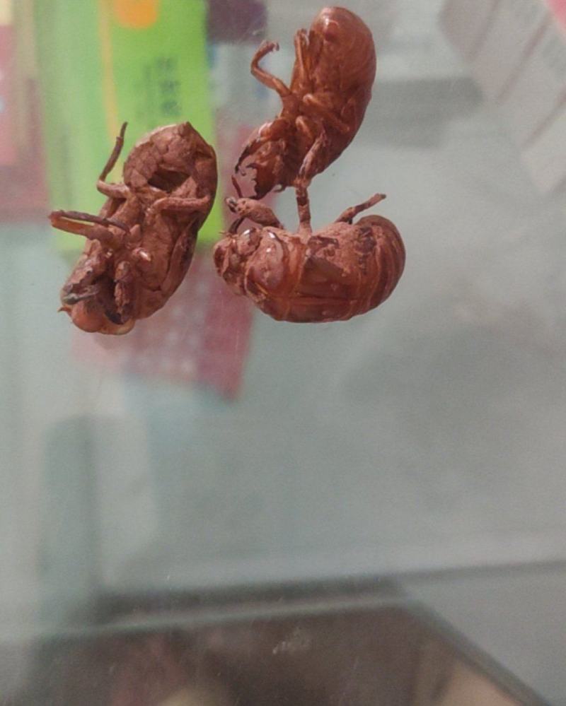 一手货源保质保量精品蝉蜕新鲜直供