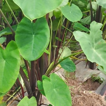清源（乌脚鸡）芋子
