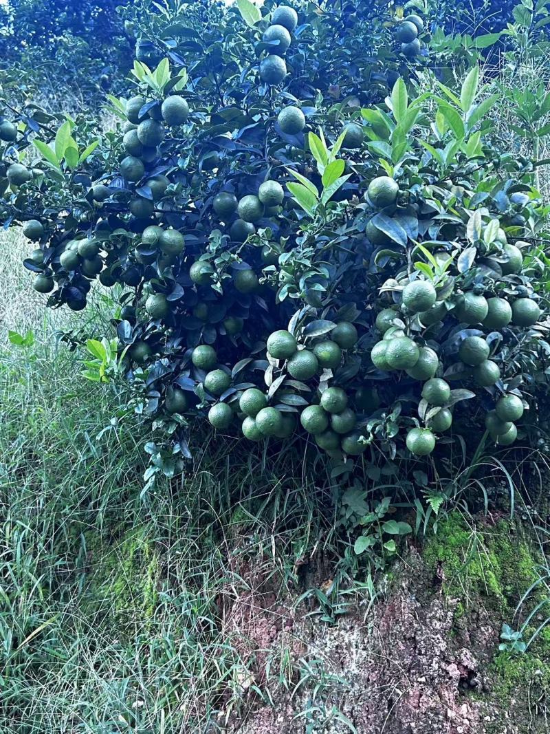 云南西贡柠檬，小青柠，土柠檬，塔西提等欢迎大佬对接