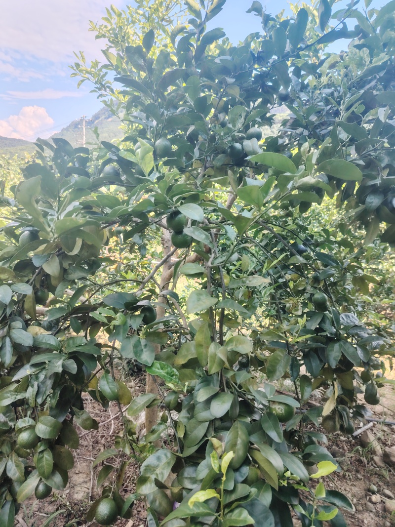 云南西贡柠檬，小青柠，土柠檬，塔西提等欢迎大佬对接