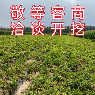 沃土、西森土豆洋芋准备开园