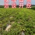 沃土、西森土豆洋芋准备开园