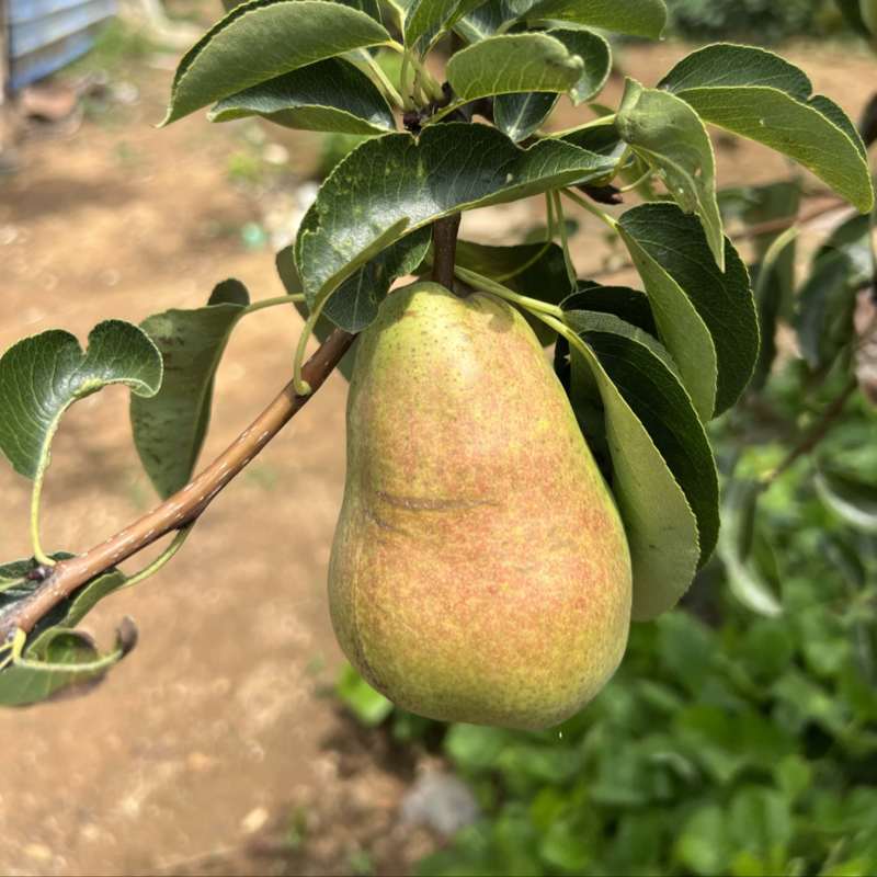 太婆梨太太梨歪把梨烟台梨
