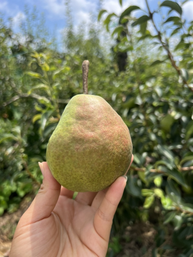 太婆梨太太梨歪把梨烟台梨