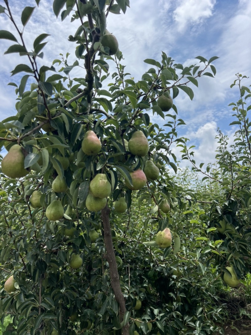 太婆梨太太梨歪把梨烟台梨