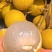 梅州石硖龙眼，大量成熟现货多多，欢迎合作