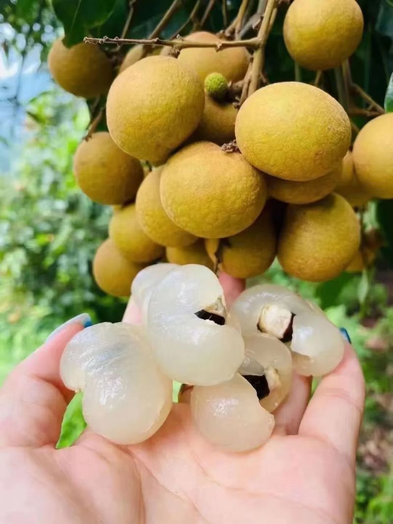 梅州石硖龙眼，大量成熟现货多多，欢迎合作